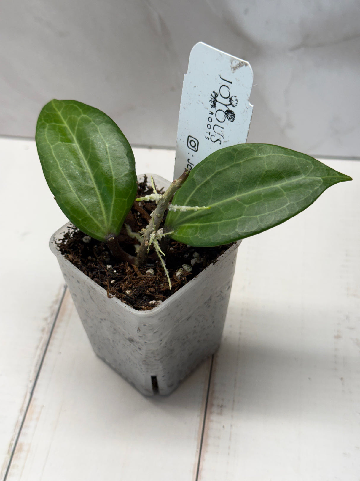 D-820 fitchii x Sarawak (seed 2)