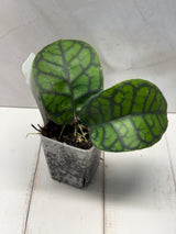 D-819 callistaphylla ‘Obsidian’