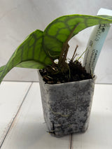 D-819 callistaphylla ‘Obsidian’