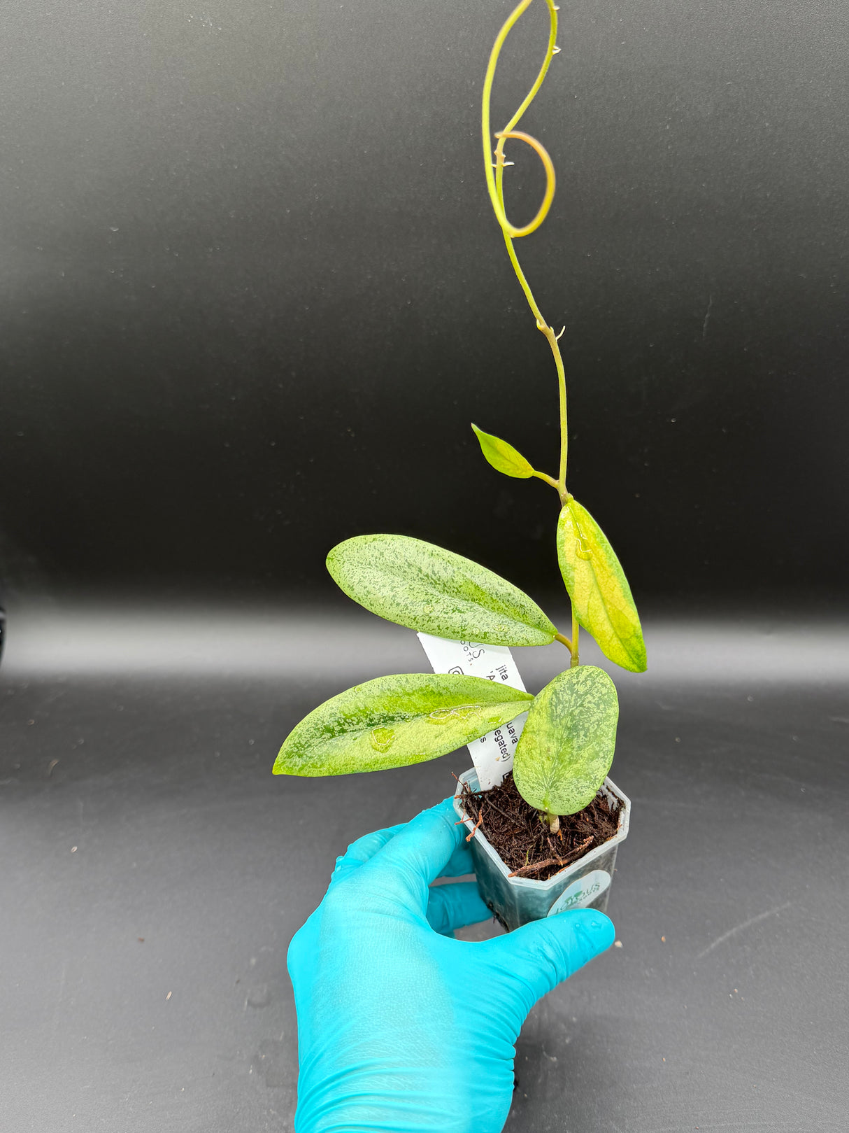 'Autumn Guava' (inner variegated 'Jita' (silver)) - WF-203