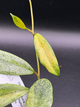 'Autumn Guava' (inner variegated 'Jita' (silver)) - WF-203