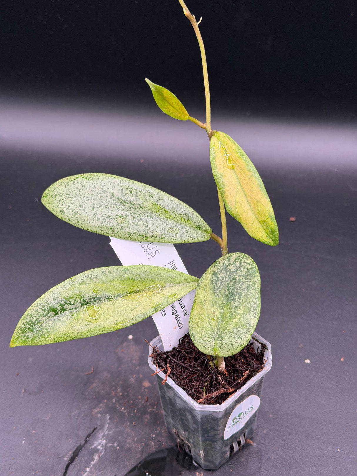 'Autumn Guava' (inner variegated 'Jita' (silver)) - WF-203