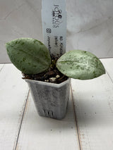 D-827 sp. Kinabalu (silver)