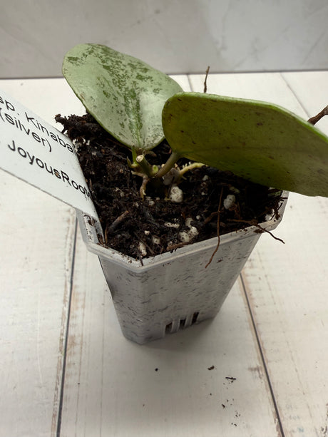 D-827 sp. Kinabalu (silver)