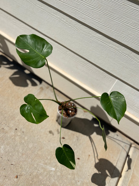 Monstera Deliciosa variegated -WG-006