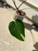 Monstera Deliciosa variegated -WG-006