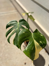 Monstera Thai Constellation -WG-007