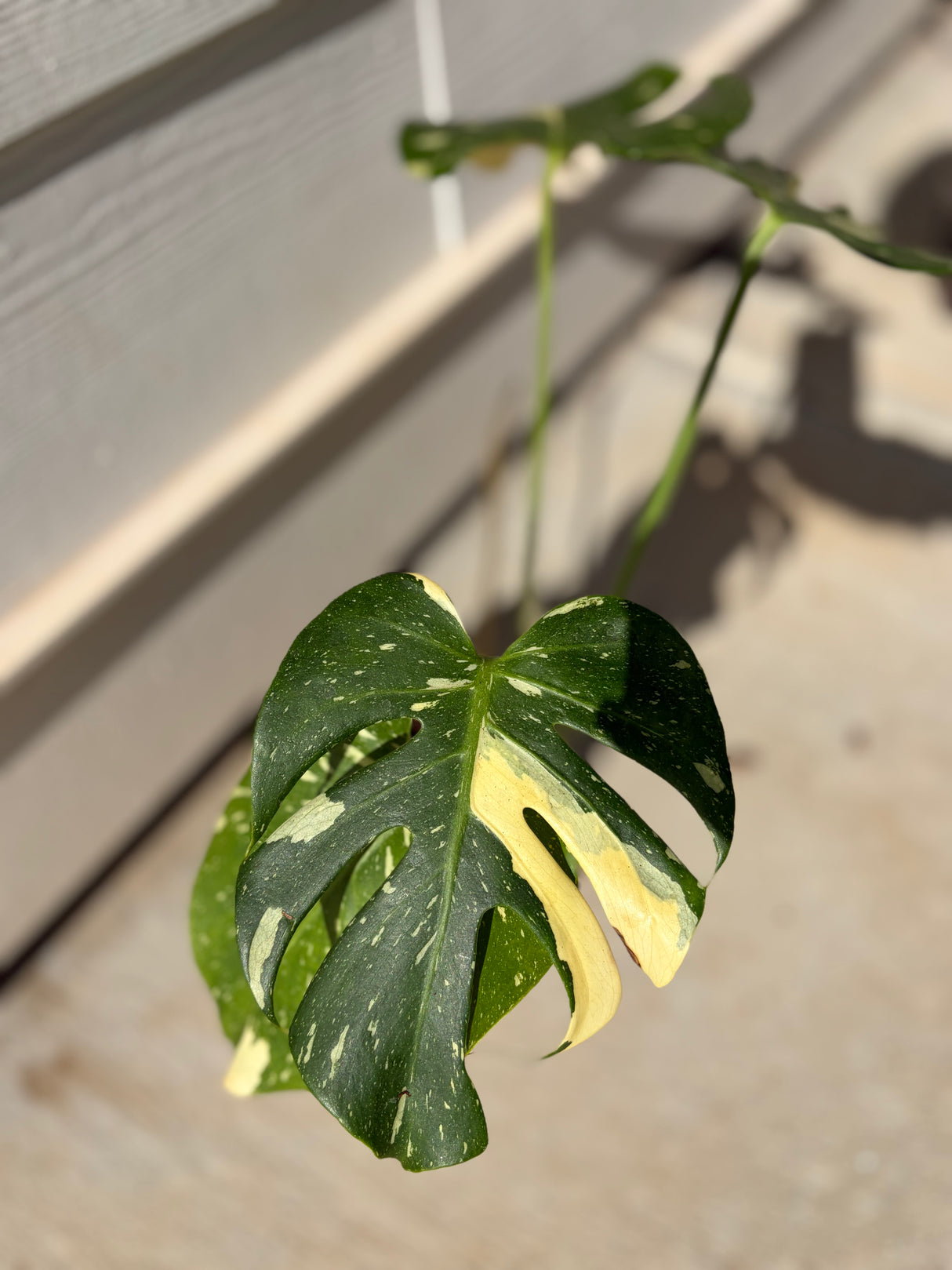 Monstera Thai Constellation -WG-007