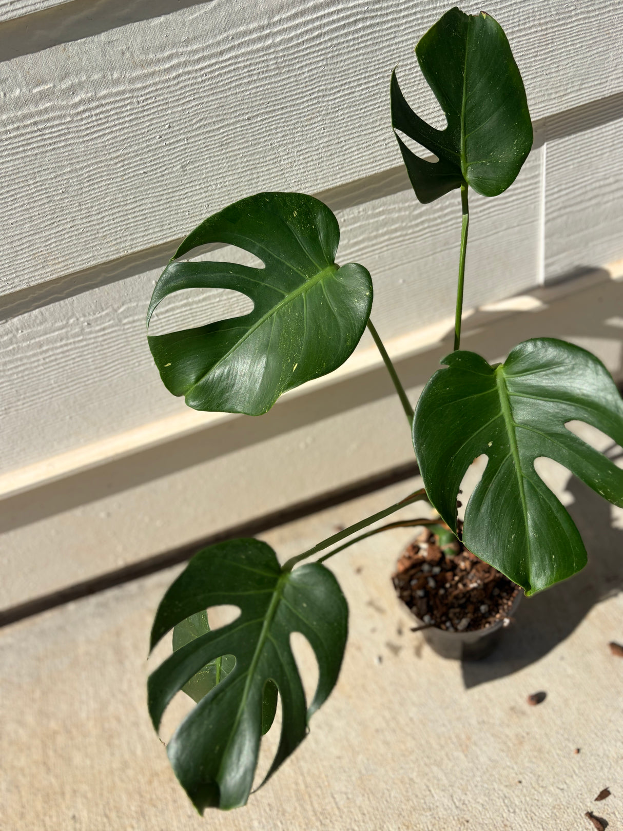 Monstera Deliciosa variegated -WG-009