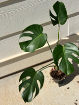 Monstera Deliciosa variegated -WG-009