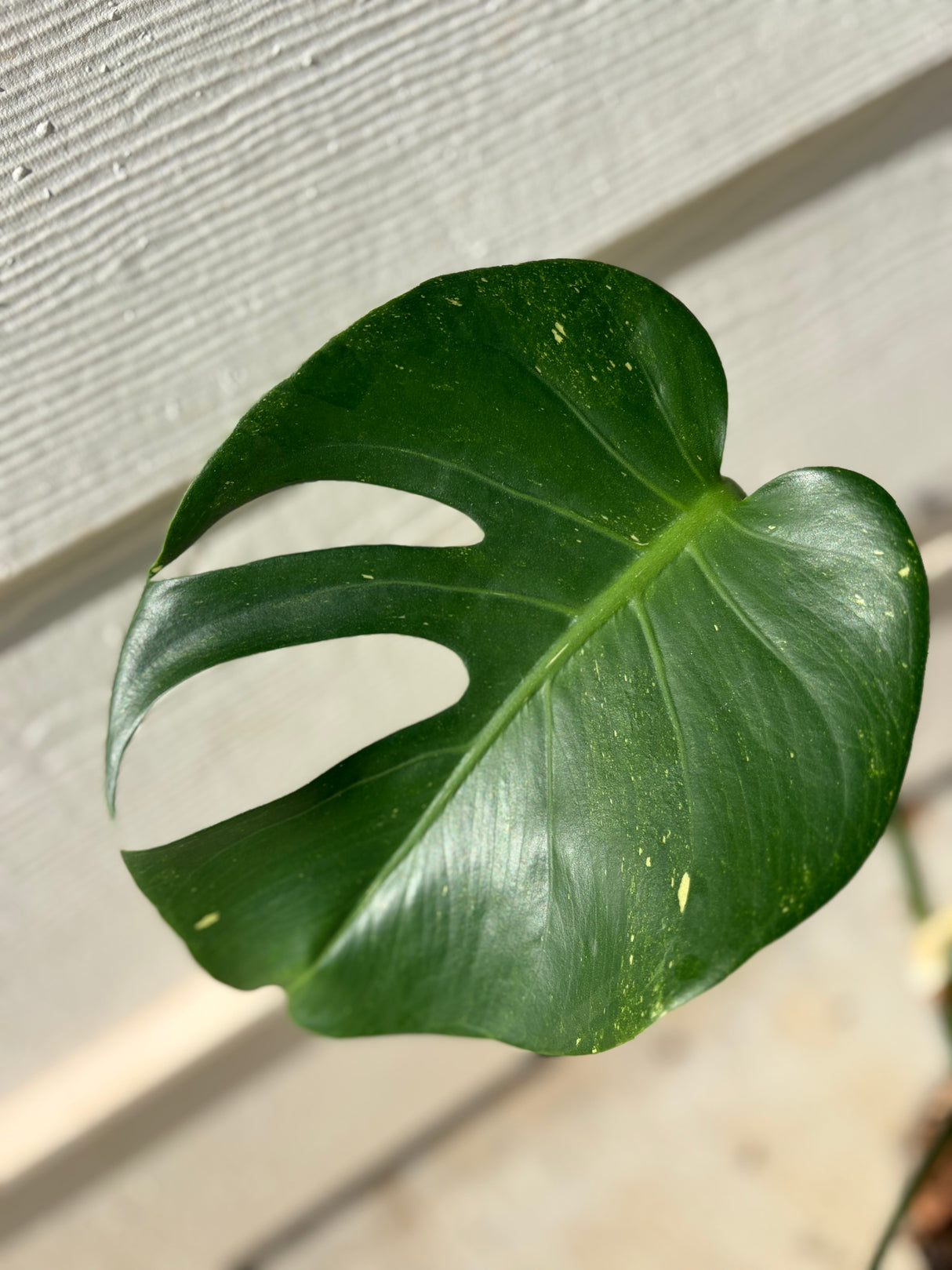 Monstera Deliciosa variegated -WG-009