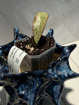 D-935 ‘Argentella Luna’ (kentiana x lamingtoniae)