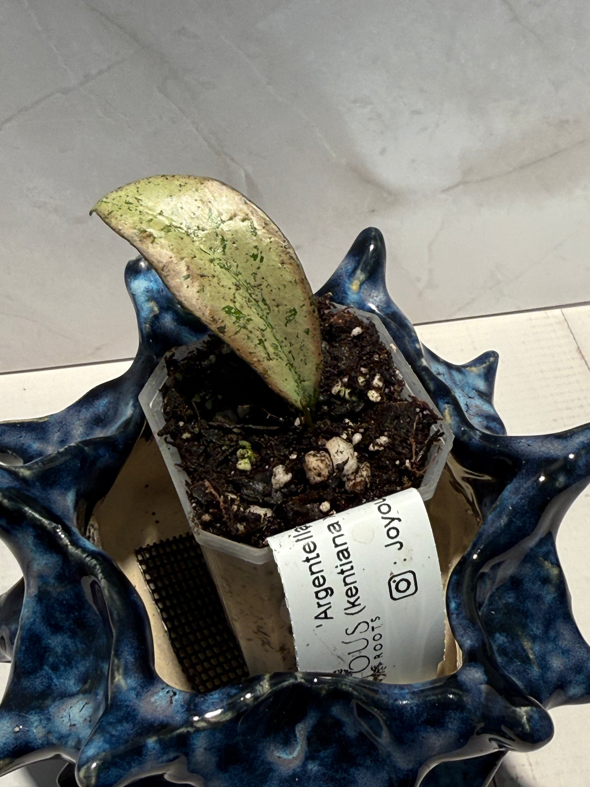 D-935 ‘Argentella Luna’ (kentiana x lamingtoniae)