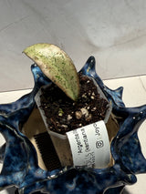 D-935 ‘Argentella Luna’ (kentiana x lamingtoniae)