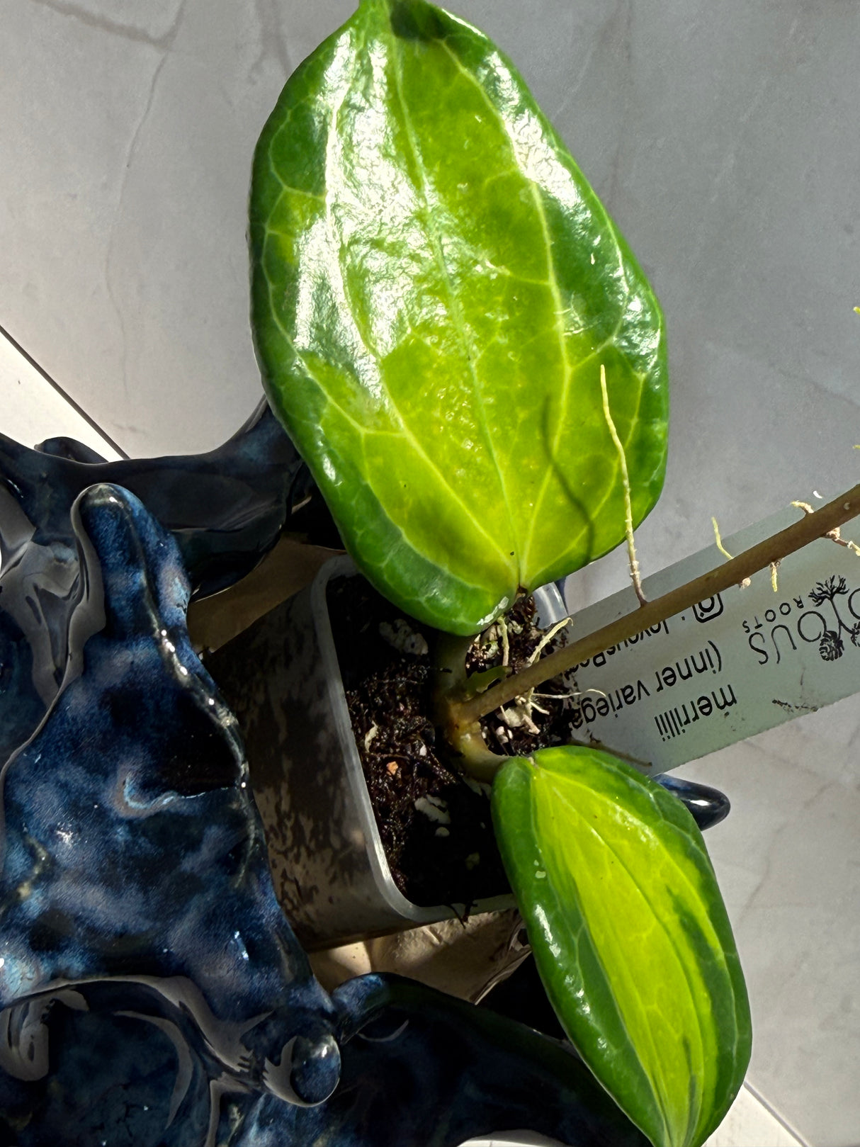 D-937 merrilli (inner variegated)