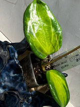 D-937 merrilli (inner variegated)