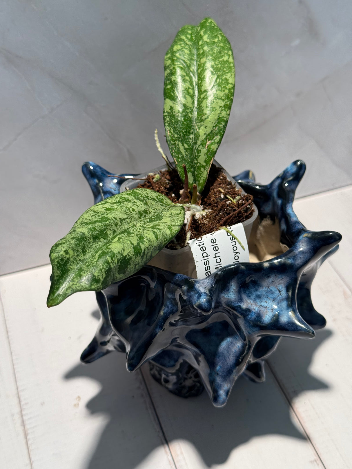 D-944 Crassipetiolata x Michele (clone2)