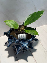 D-947 WRX70-05 (VHLS x callistophylla)