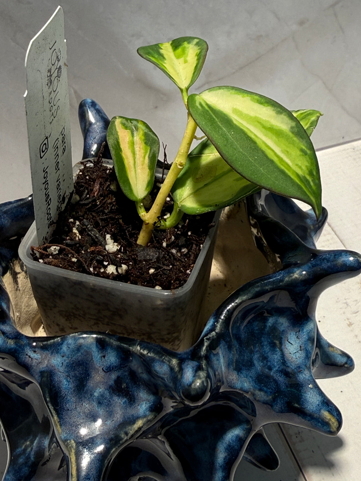 D-949 para (inner variegated)