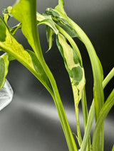 4” Spathiphyllum - Tricolor (ST-1)