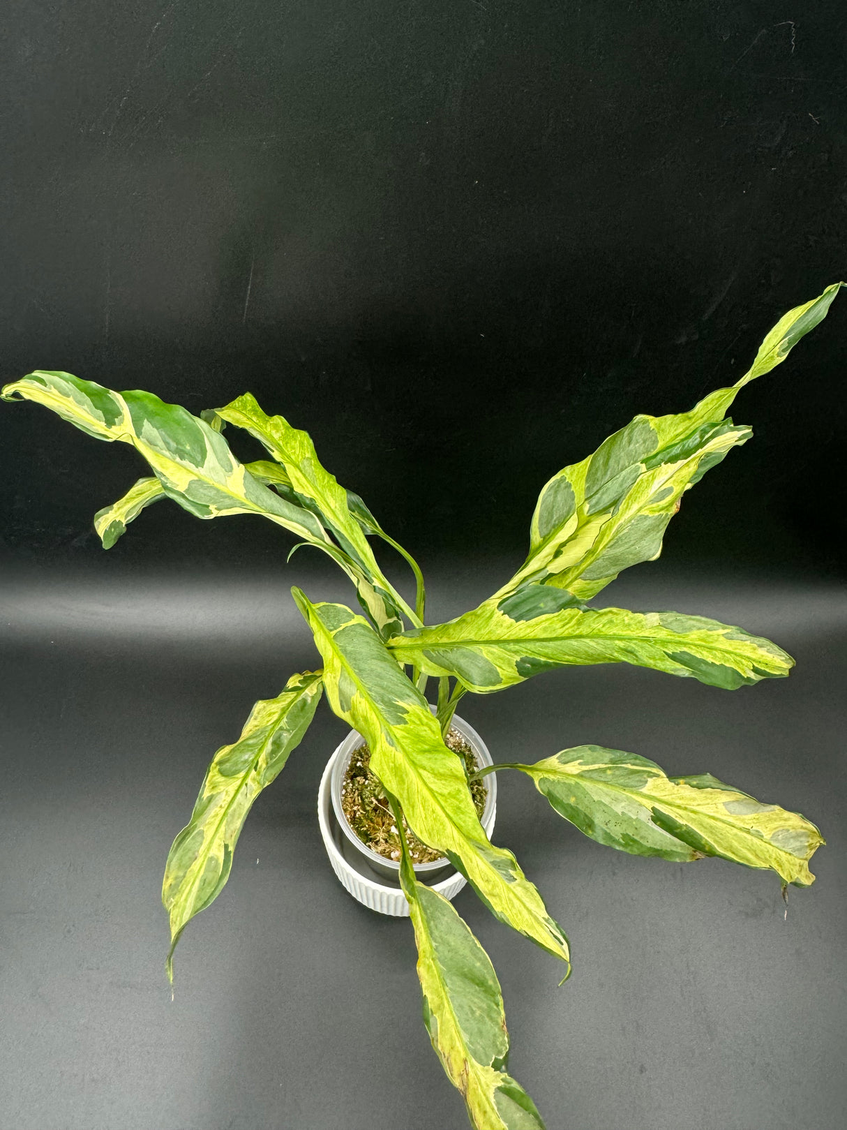 4” Spathiphyllum - Tricolor (ST-1)