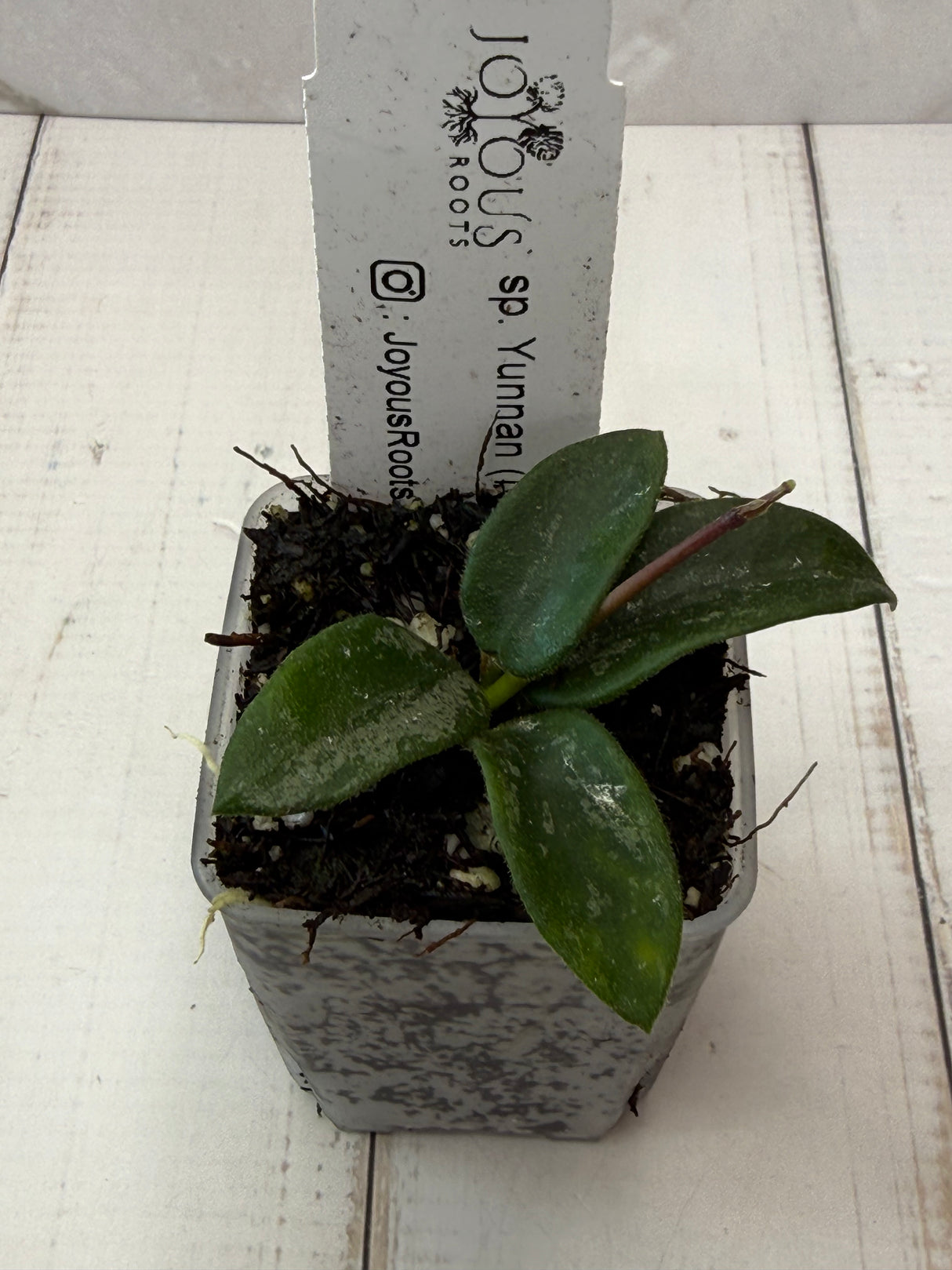 E-052 sp. Yunnan (NOID)