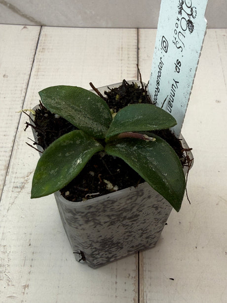 E-052 sp. Yunnan (NOID)