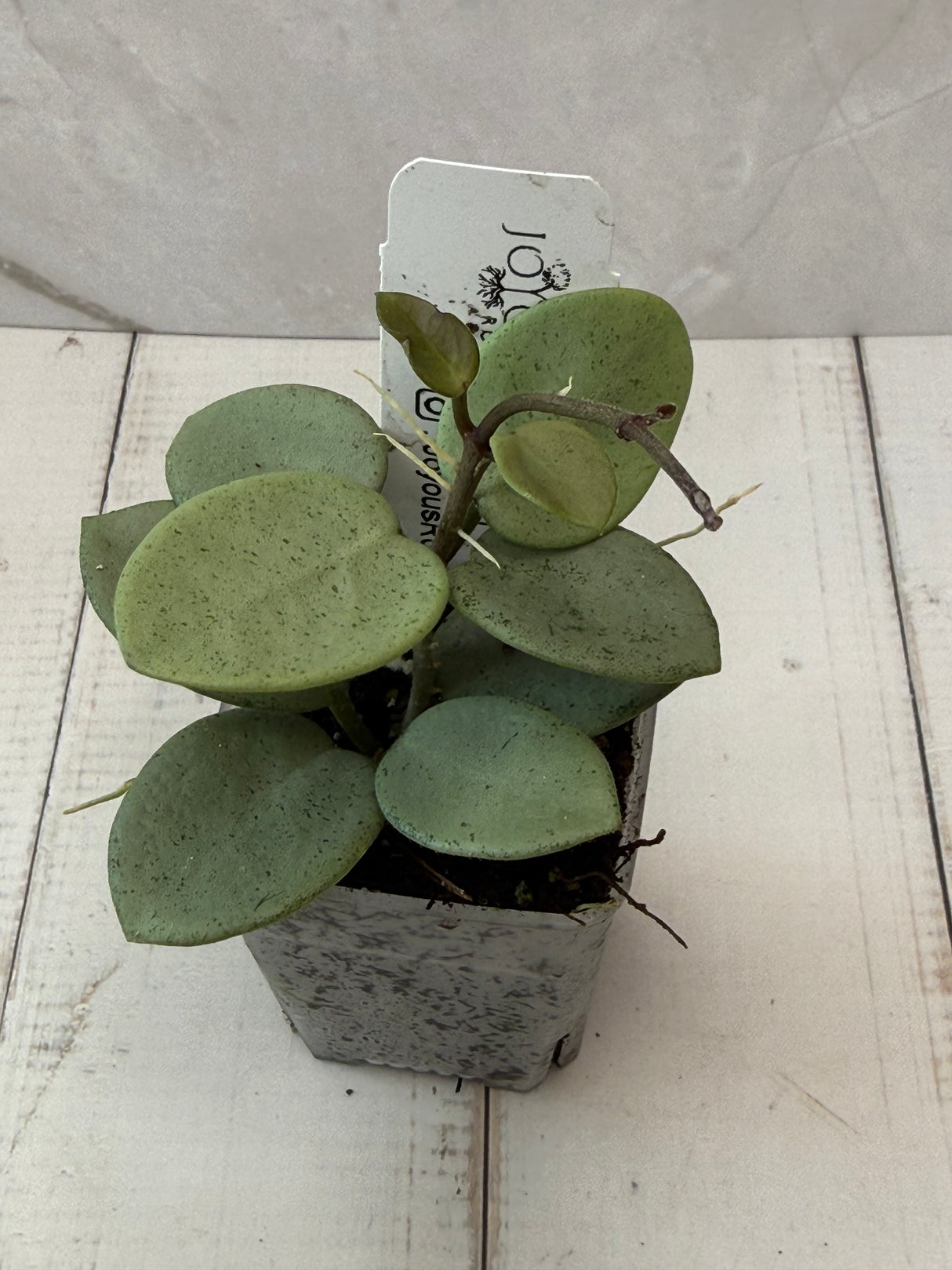 E-050 Mathilde 'Grey Fairy'