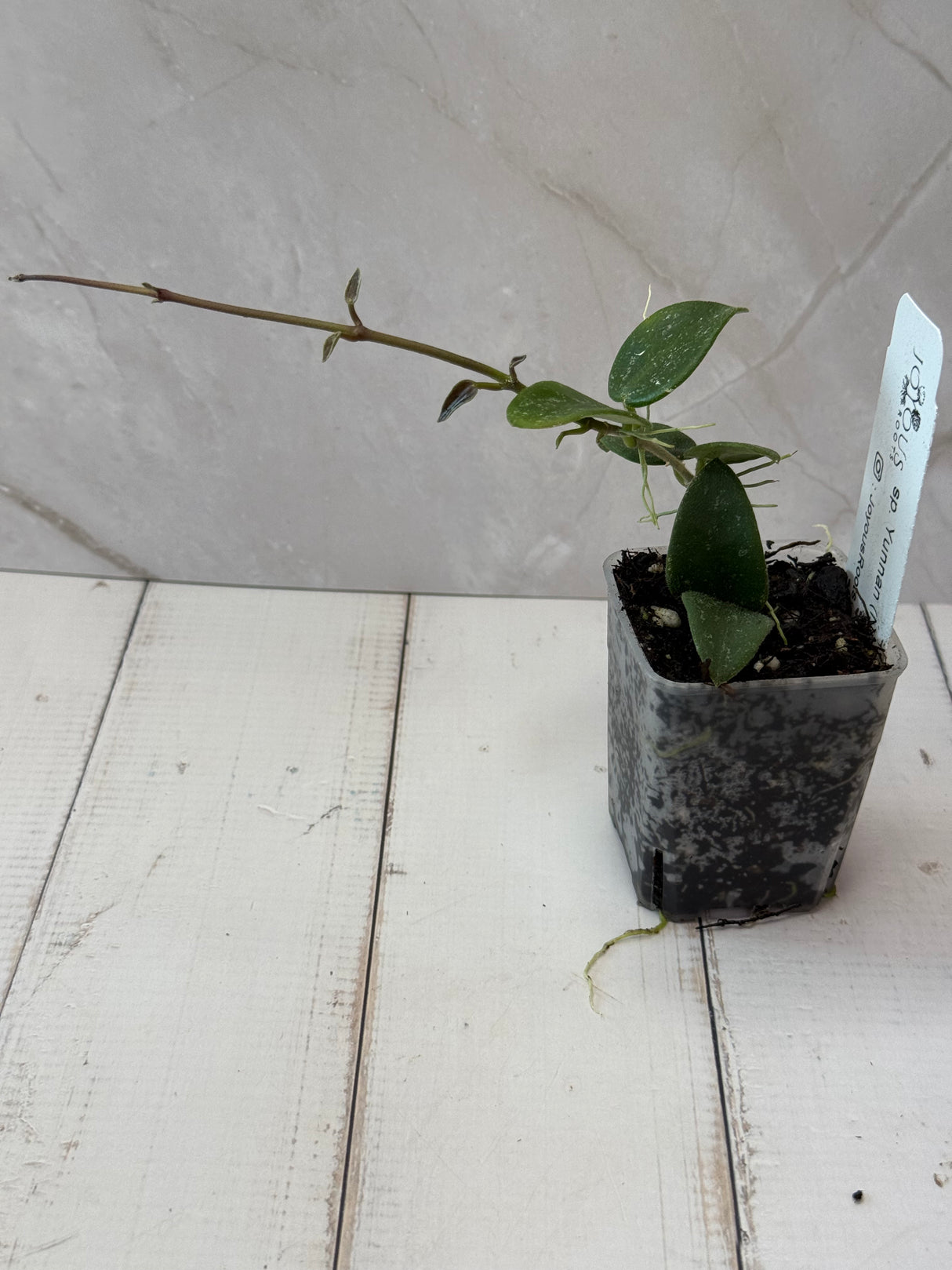 E-051 sp. Yunnan (NOID)