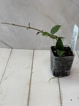 E-051 sp. Yunnan (NOID)