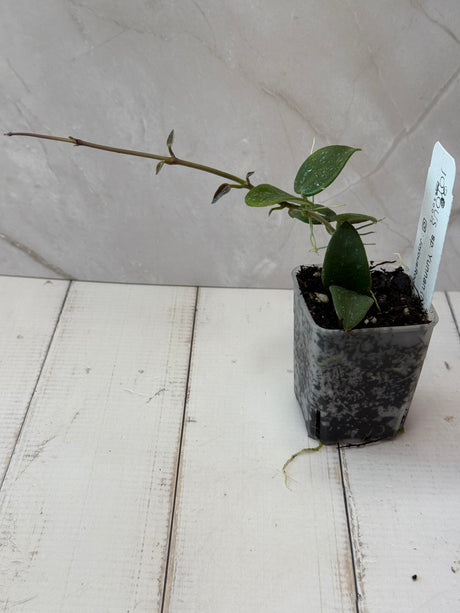 E-051 sp. Yunnan (NOID)