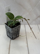 E-051 sp. Yunnan (NOID)