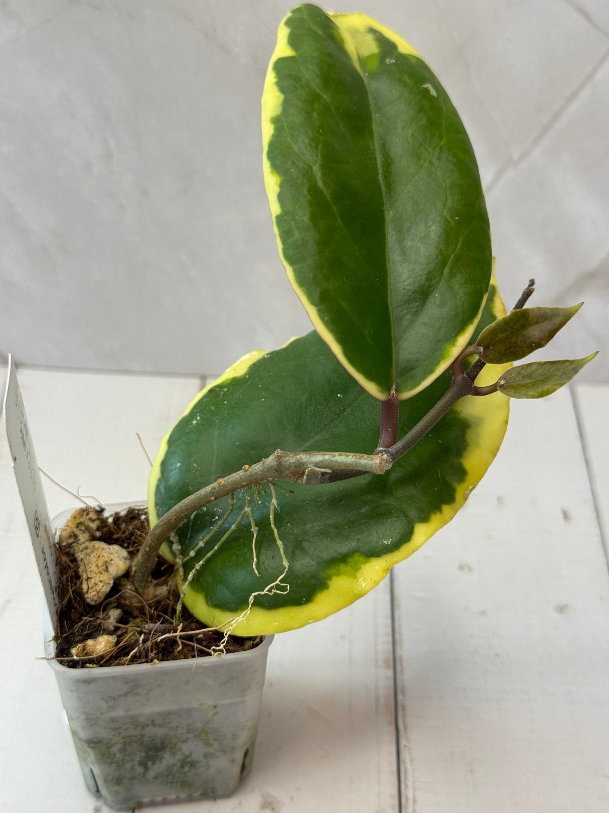 D-643 ilagorium (albo)