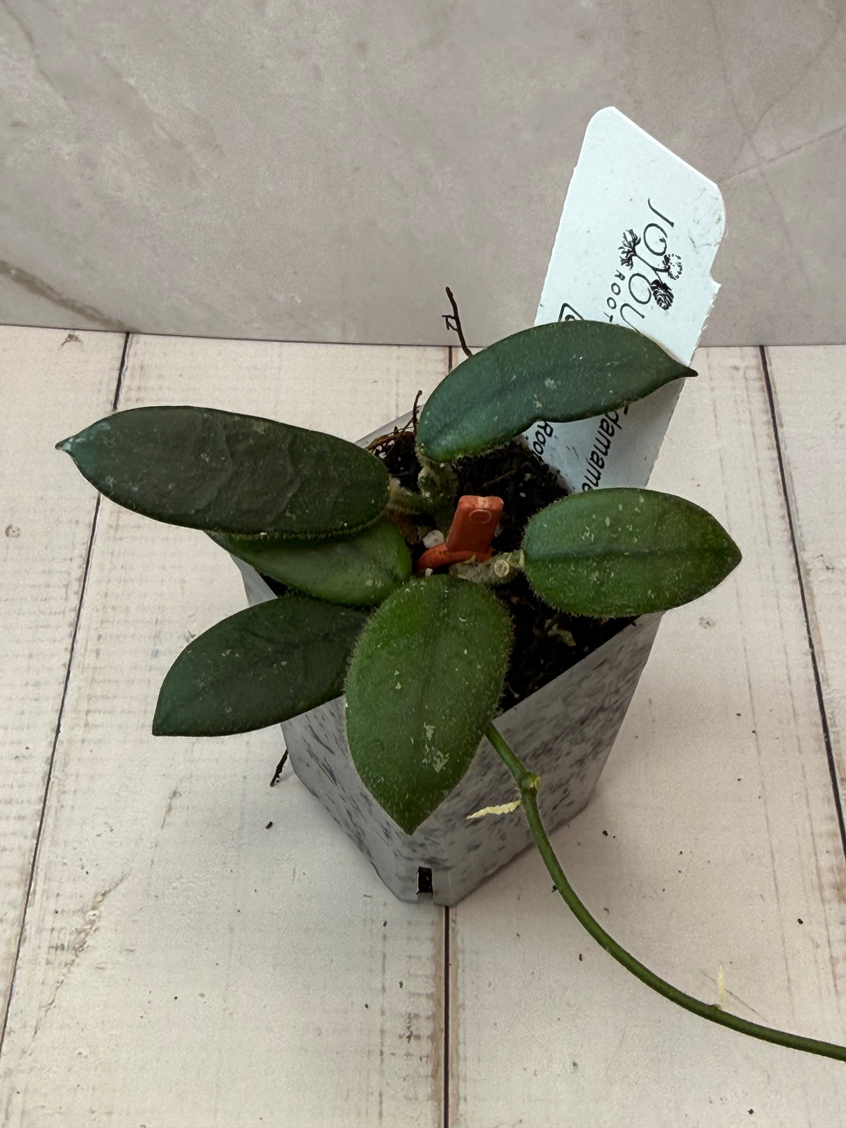 E-072 'Edamame’