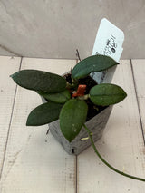 E-072 'Edamame’