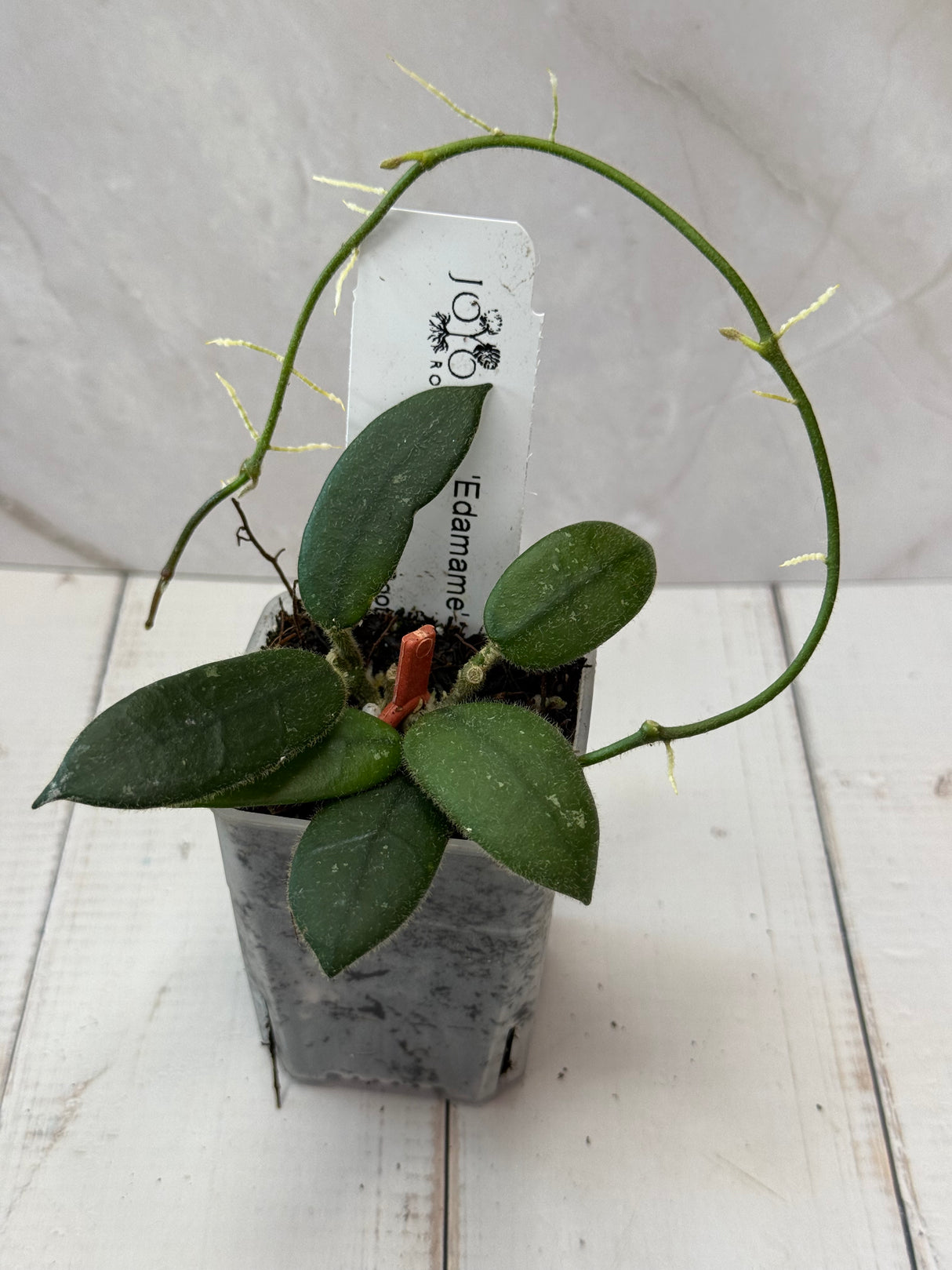 E-072 'Edamame’