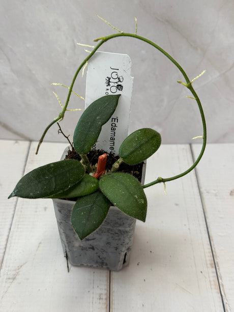 E-072 'Edamame’