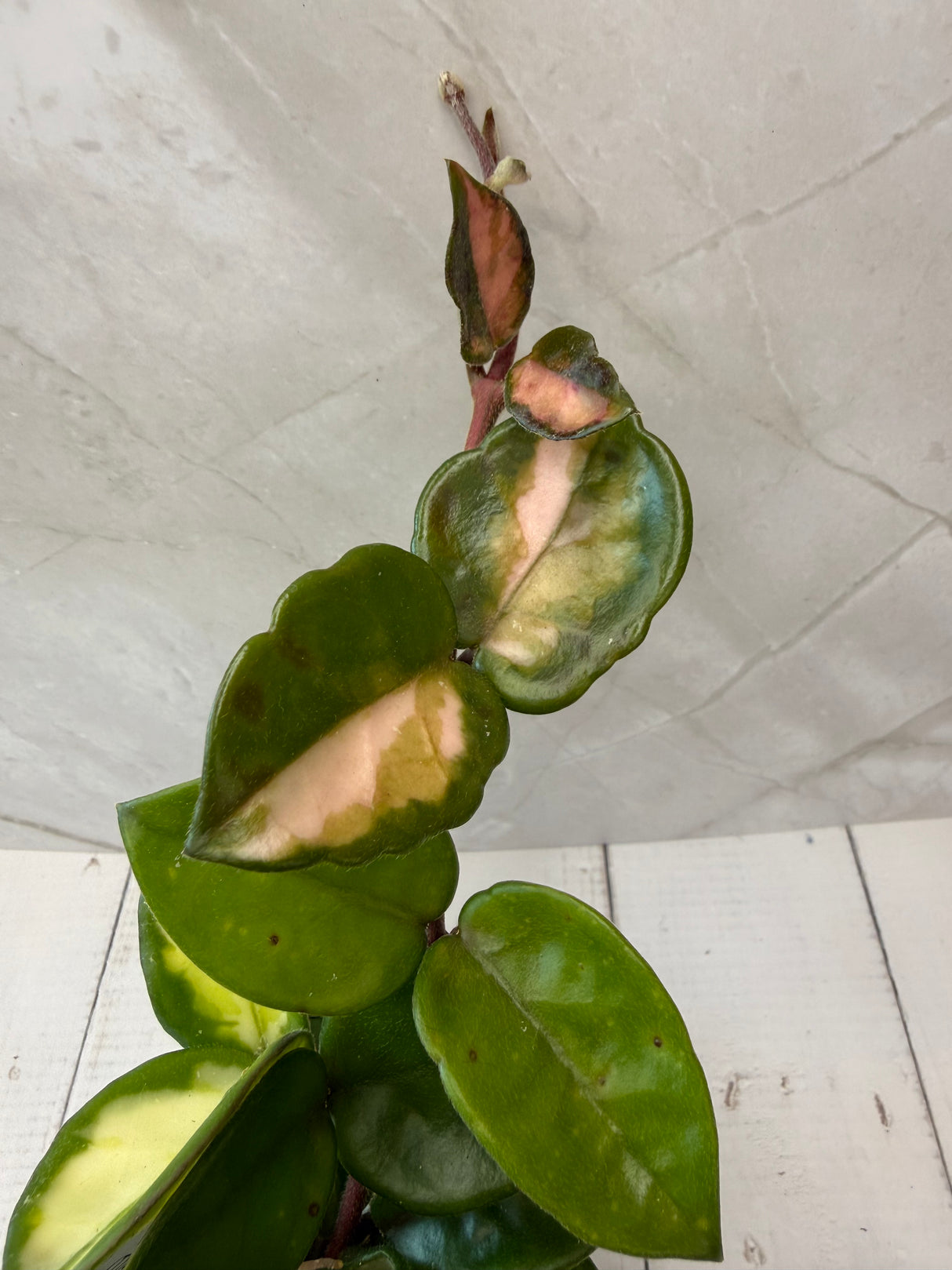 E-067 carnosa 'Krimson Princess’ (Tricolor)