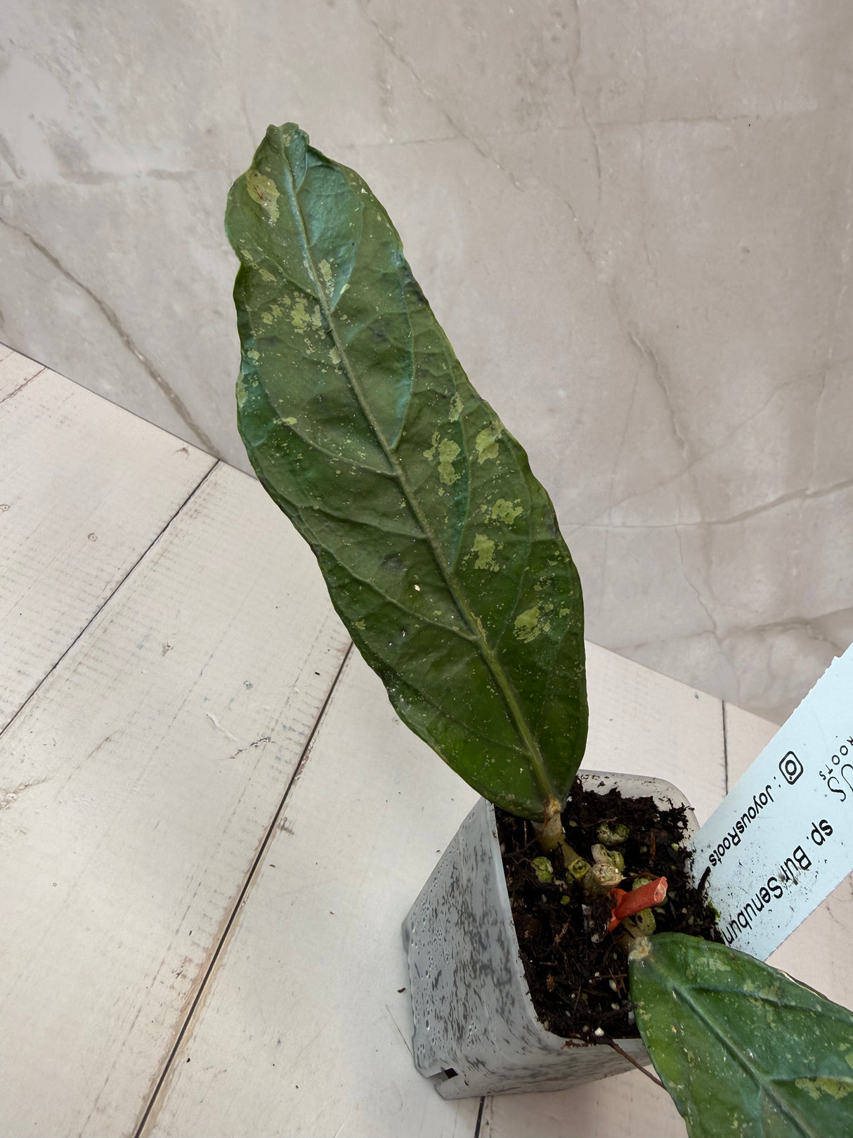 E-068 sp. Bur Senubung