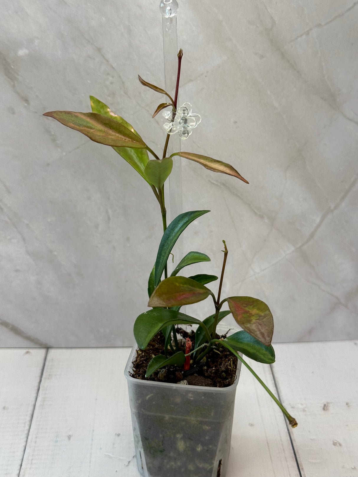 E-066 tsangil (inner variegated)