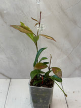 E-066 tsangil (inner variegated)