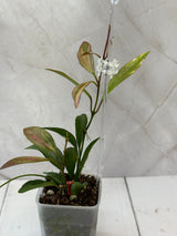 E-066 tsangil (inner variegated)