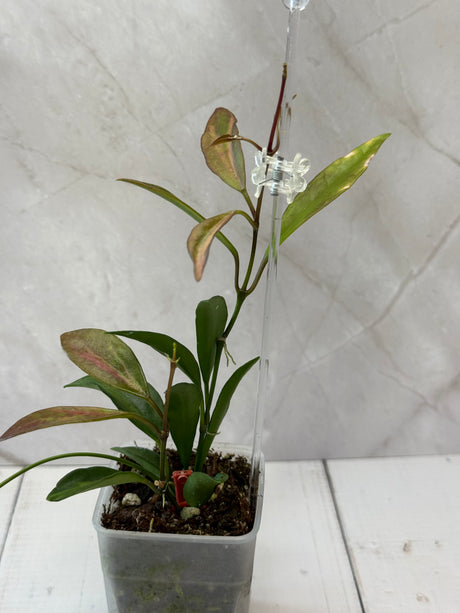 E-066 tsangil (inner variegated)