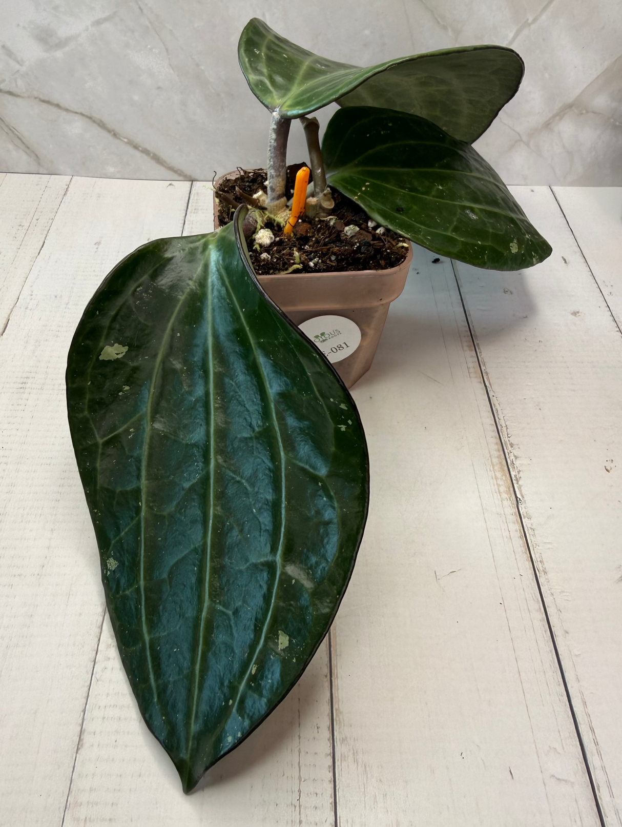 E-081 clandestina ‘Yellow'