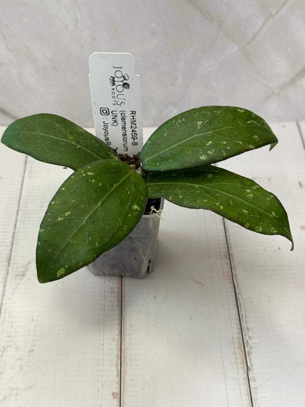 E-083 RHM2459-B (clemensiorum x UNK)