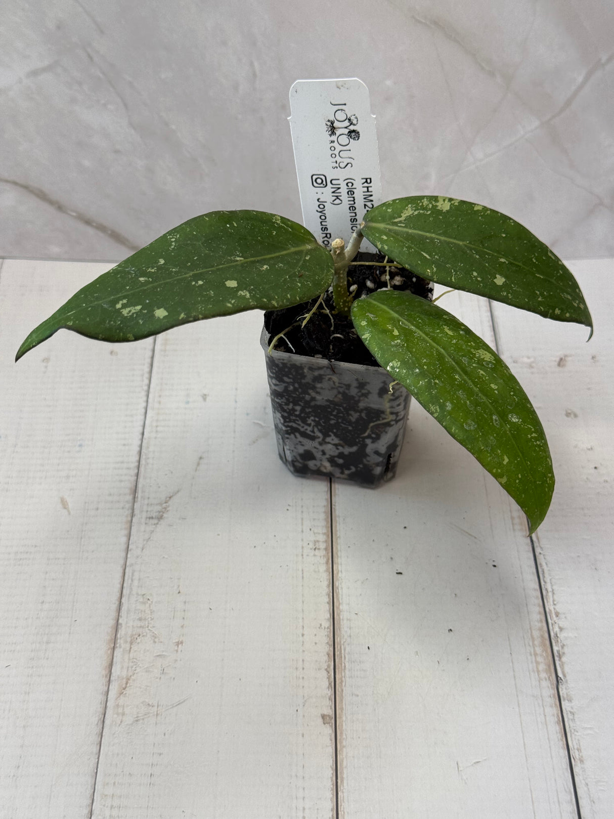 E-082 RHM2459-B (clemensiorum x UNK)