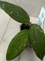 E-082 RHM2459-B (clemensiorum x UNK)