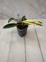 E-077 wayetii ‘Lori Lyn’