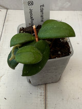 E-080 'Edamame’