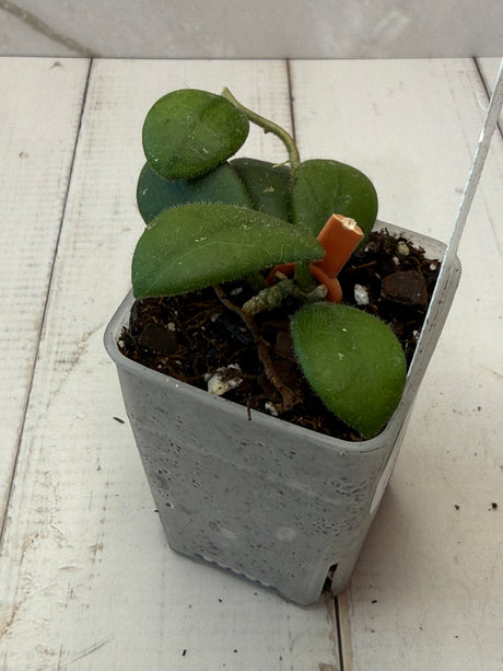 E-080 'Edamame’
